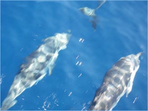 plavatsdelphinami